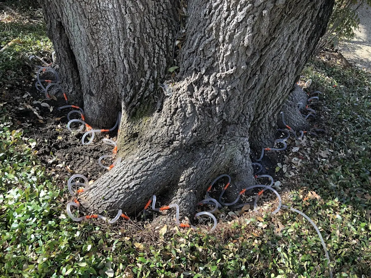 Detailed Tree Cabling and Bracing job site in Saint Meinrad