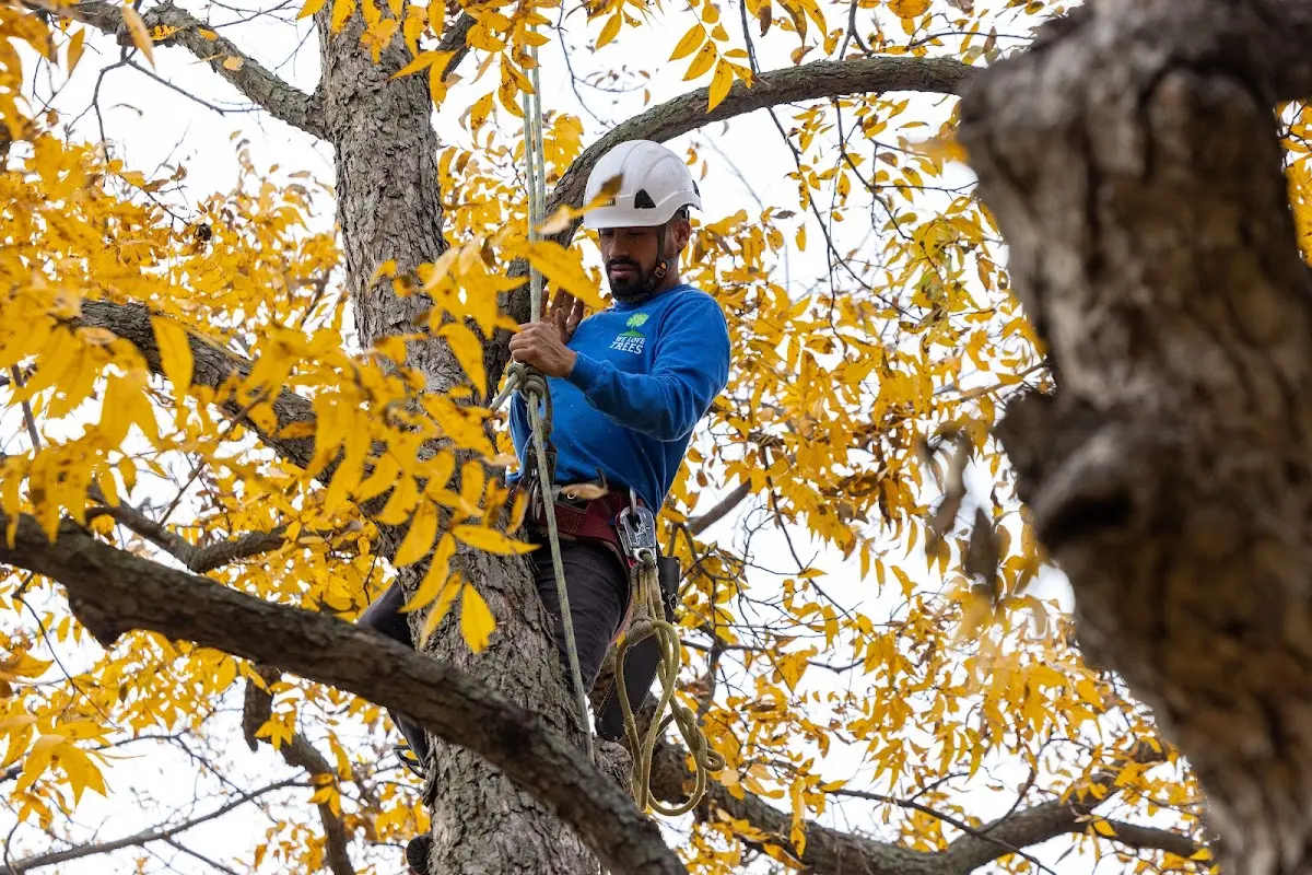 Skilled Tree Pruning crew working in Saint Meinrad